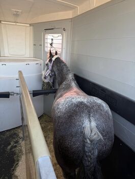 Blue Roan Stute