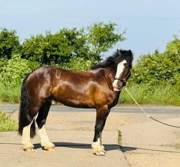 ⭐ Bob the Super Cob- Flashy, Fun & Forward, Samantha , Horses For Sale, Otago 