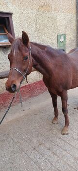 Beistellpferd