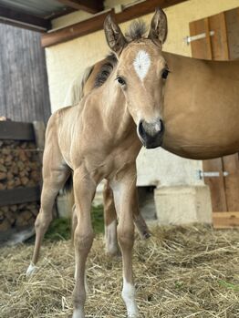 Buckskinfarbenes Quarter Horse Hengstfohlen mit viel Foundationanteil