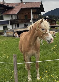 Bojena sucht ihr Für-Immer-Zuhause | 23-jährige Haflingerstute als Beistellpferd, Valentina Klingler, Pferd kaufen, Wildschönau