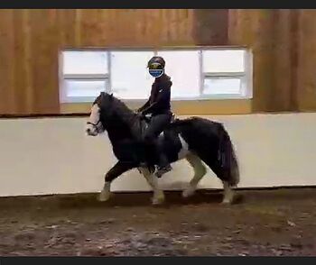 Bombproof: toller Reithengst, Helmschecke