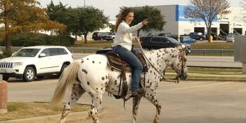 Boon ~14.2hh, 9yrs, Sorrel/White, POA/Appaloosa, Gelding, Boon, Horses For Sale, London