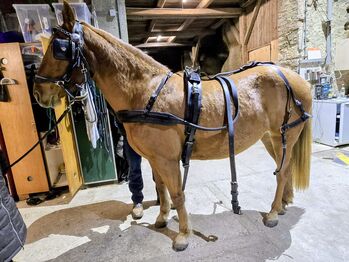 Brustblattgeschirr, Katrin , Horse Harness, Riedenburg