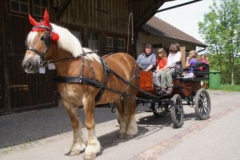 Brustblattgeschirr, Monika Staub, Horse Harness, Dätwil bei Andelfingen