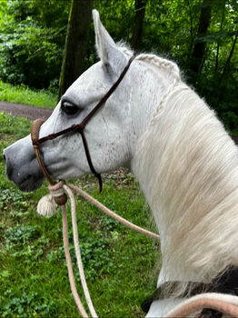 Bosal 1/2" von Bärti Frunz(Araber) Bärti Frunz für einen Vollblutaraber angefertigt