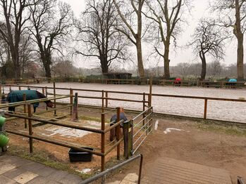 Box frei, zentrumnah mit eigenem Paddock und Weide