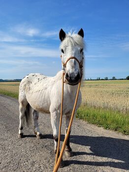 Box/Stellplatz frei für Pferd/Pony / Hufrehe geeignet