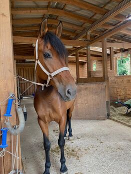 Dringend!!! Sensibler Andalusier Wallach sucht Herzensmenschen, Jutta Fischer , Horses For Sale, Biebergemünd 