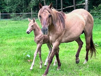 Toller Nachwuchs von Quarter Horse Hengst Hollys Electricspark