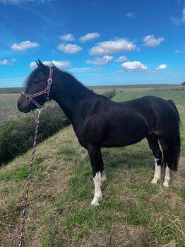 Tolles Kinderpony, Reitpony, Pony Wallach