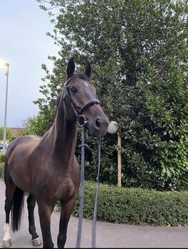Tolles Springpferd, Simone, Horses For Sale, Rifferswil
