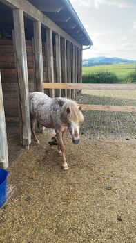Braves Kinderpony, Laura Rögner, Horses For Sale, Ansfelden