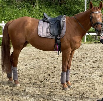 Braves tolles Pferd zu verkaufen!, Katharina , Horses For Sale, Großgmain 