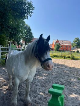 Braver Tinker wallach sucht neues Zuhause
