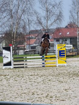 Braver Wallach, Freizeitpferd, Springpferd, Paula, Horses For Sale, Herborn