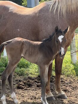 Brand new colt, Cheri, Pferd kaufen, MOODY