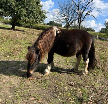 Braunscheck Minishetty Stute m.P., Susanne Suer, Horses For Sale, Datteln