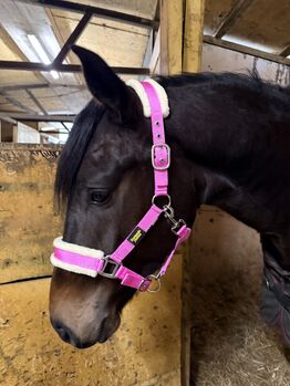 Bride pour cheval - renfort en peau de mouton - rose Trotando Juntos