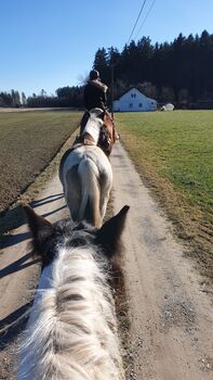 Brave Lewitzerstute mit Equidenpass, Doreen Ott, Pferd kaufen, Engelsberg