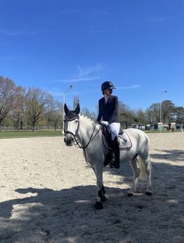 brave Lipizzaner Stute zum verlieben, Rosalie, Pferd kaufen, Wien