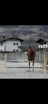Brave Stute mit Potenzial für den Springsport, Nadja Althaler, Horses For Sale, Schönberg im Stubaital