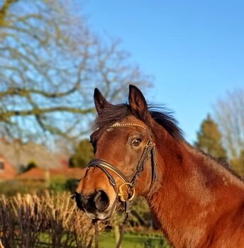 Brave Ponystute, B.M., Pferd kaufen, Großheide