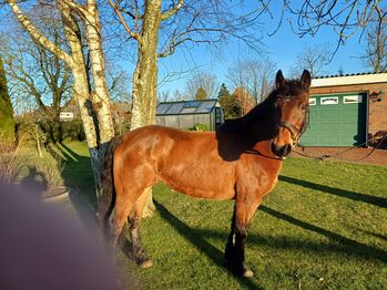 Brave Ponystute, B.M., Pferd kaufen, Großheide