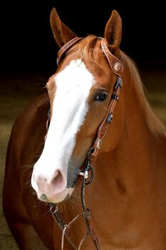 brave Quarter Horse Stute von Spanish Snapper, Kerstin Rehbehn (Pferdemarketing Ost), Horses For Sale, Nienburg