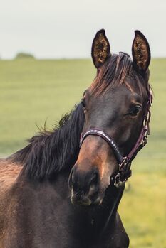 braver Hengst , Freizeitkumpel, Erik R., Pferd kaufen, Hohnstein