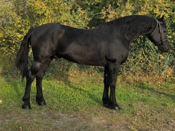 Braver schwarzer wallach