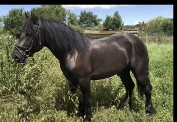 Braves Freizeitpferd / Fahrpferd, Luna, Pferd kaufen, Sangerhausen 