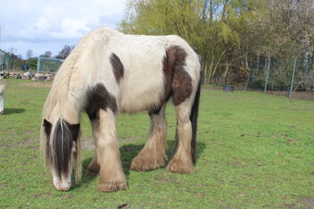 Braves Pony  zum Selbst ausbilden - ohne schlechte Erfahrungen, Familie, Pferd kaufen, Rahden
