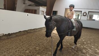 Braves Ponystute,13jahre,147cm