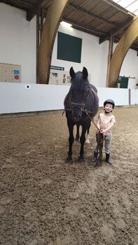 Braves Ponystute,13jahre,150cm.