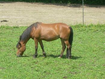 Braves Reit und Fahrpony, Franziska, Pferd kaufen, klagenfurt