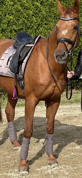 Braves tolles Pferd zu verkaufen!