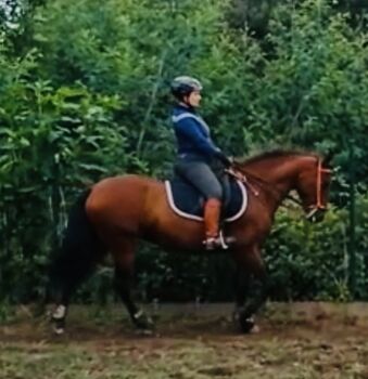 Braune PRE Stute für Freizeit, Anja, Konie na sprzedaż, Hassendorf 