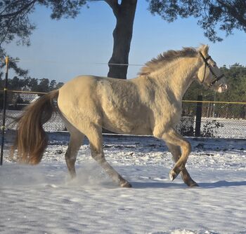 Deckanzeige Deckhengst PRE Paint Reitpony Azteca
