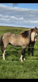 Zuchtpaket: Windfarbene Stute + Decksprung von W-21-Hengst, Islandpferde-aus-Island, Horses For Sale, Südisland