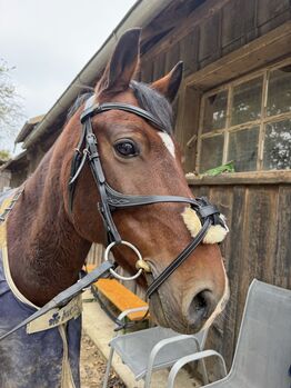 Bridles Zaumzeug gr.VB, Bridlery , Eva Mayr , Trensen, Haagen