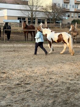 Aufgeweckter Wallach