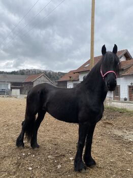 Aufgeweckte Stute zu verkaufen