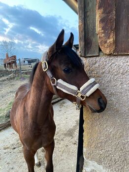 Brilliantes Vollblutaraberfohlen, Laura, Horses For Sale, Straden