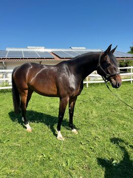 Zuchtstute mit momentaner Sportverletzung, Caroline Bächle, Horses For Sale, Freiburg