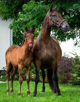 Zuchtstute Novillera – Escalera-Linie | 15 Jahre | 165 cm | Top Mutterstute mit bester Genetik, Yeguada Wiesca (Angelika Willms) (Yeguada Wiesca), Horses For Sale, Ruppichteroth 