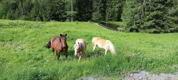 Braune noriker jährlings stute, Hörmanseder, Horses For Sale, Kopfing