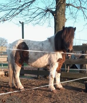 Braunscheckstute, tragend von Dkl-Erdfarbhengst, Ulli Richard, Horses For Sale, Neustadt am Rübenberge