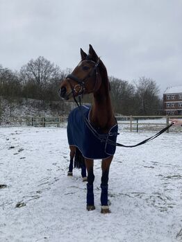 Braune Stute zu verkaufen, Melanie K, Horses For Sale, Dülmen