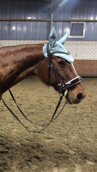 Braune Lack Trense zu verkaufen, Florina Breucker , Bridles & Headstalls, Hagen 